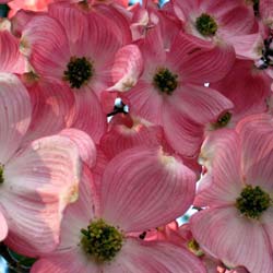 Pink flowering American dogwood